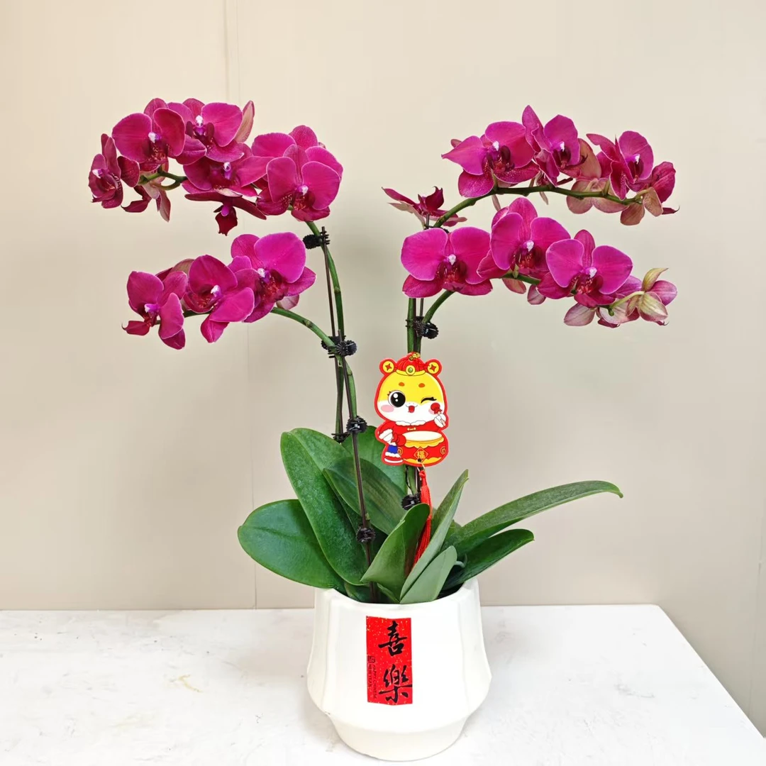 A级【法国红酒】精品 蝴蝶兰