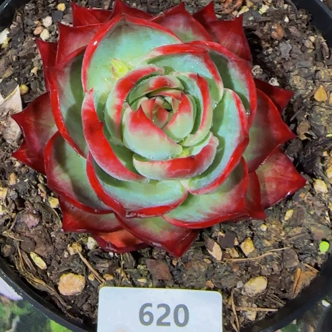 倚**雨云南精品多肉620