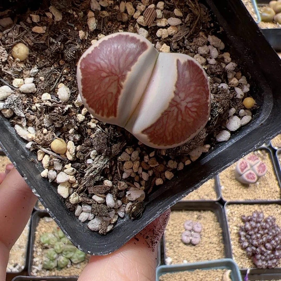 【闪购商品】124 菊