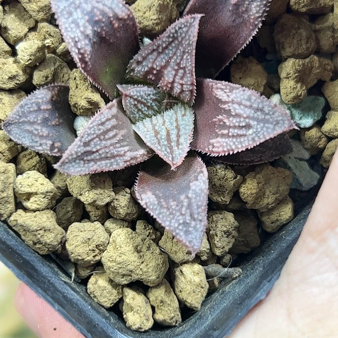 实生寿十二卷多肉植物满