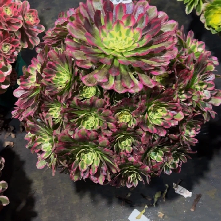 平****0000000992绿体铜壶开播福利价