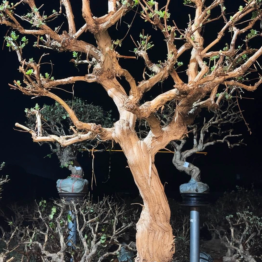 当前无花栽培后可以开花
