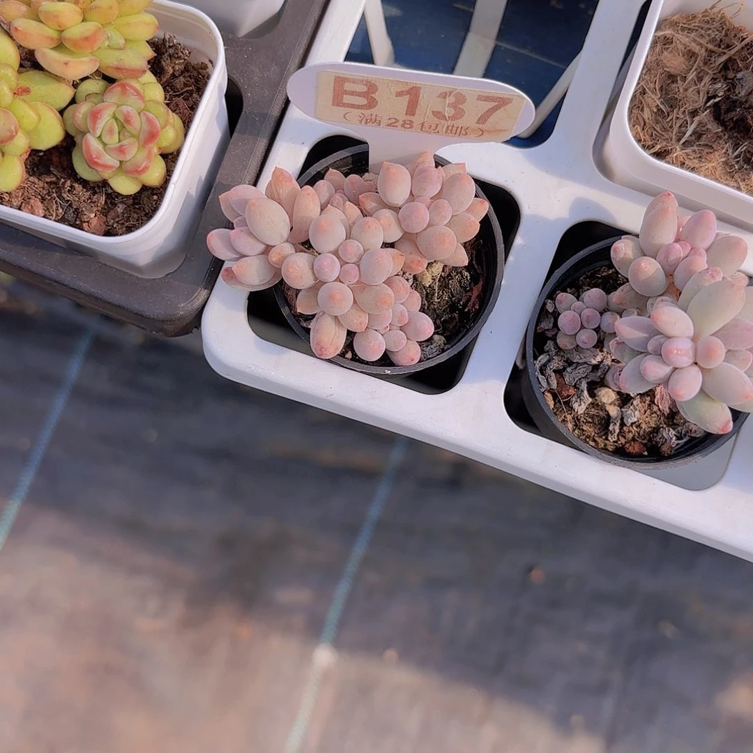 B137婴儿手指一物一拍