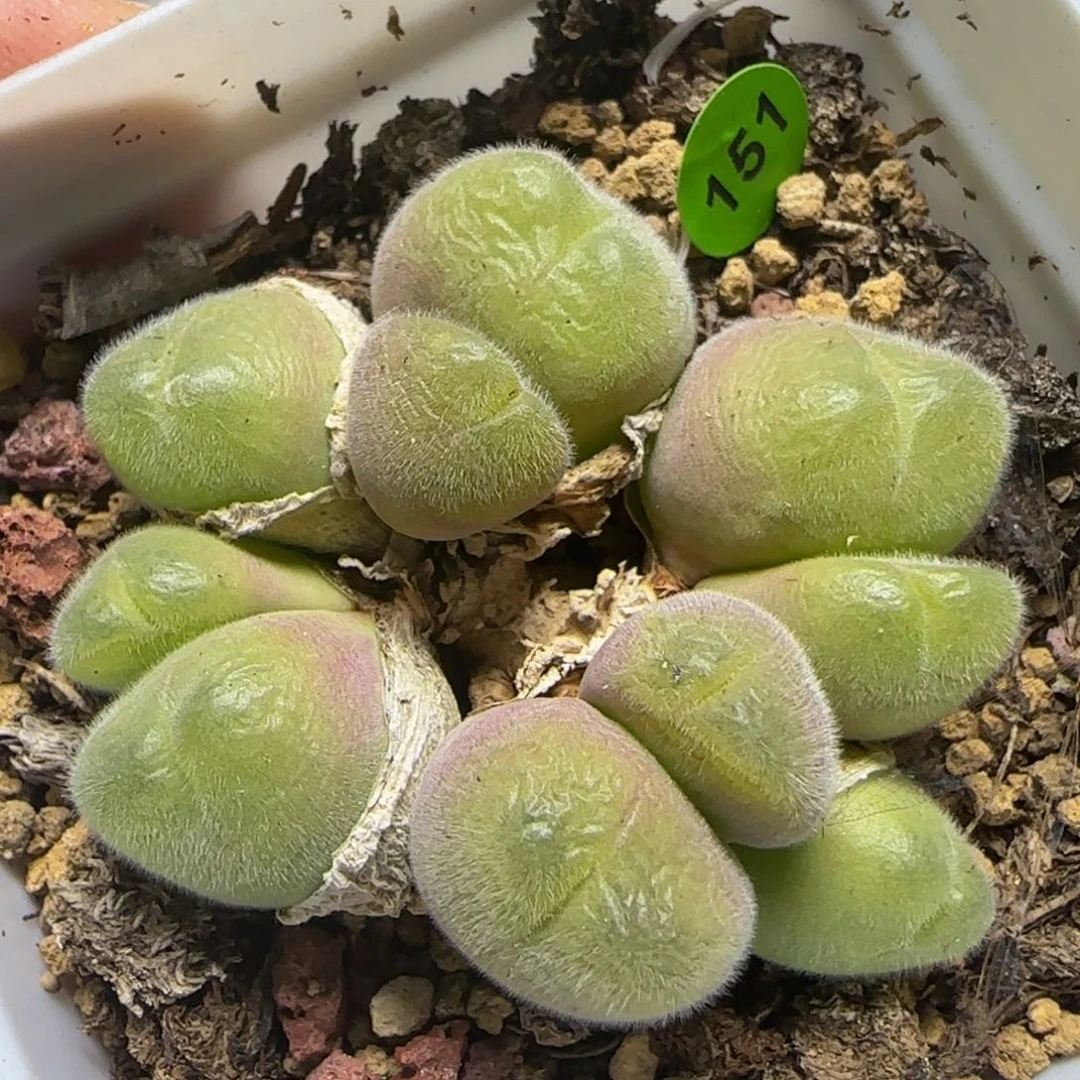 毛翠滴多肉植物151