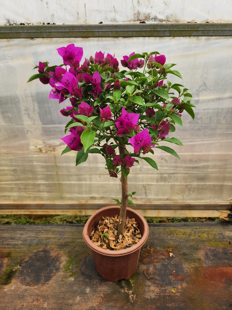 云南紫三角梅，运输过程中掉花掉叶是正常现象，介意勿拍