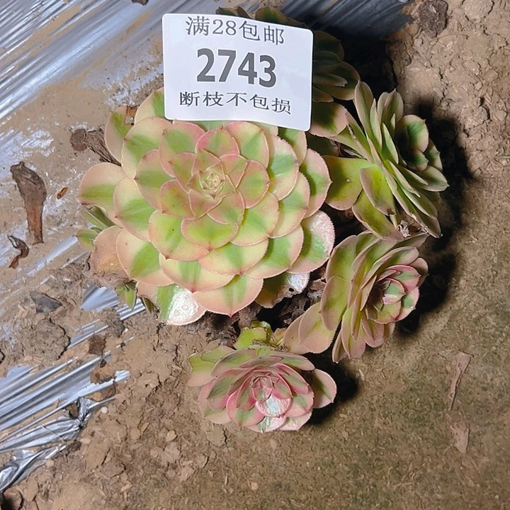 2743荔枝多肉植物保护