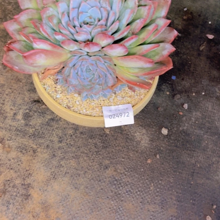 葵***花多肉一物一拍4972