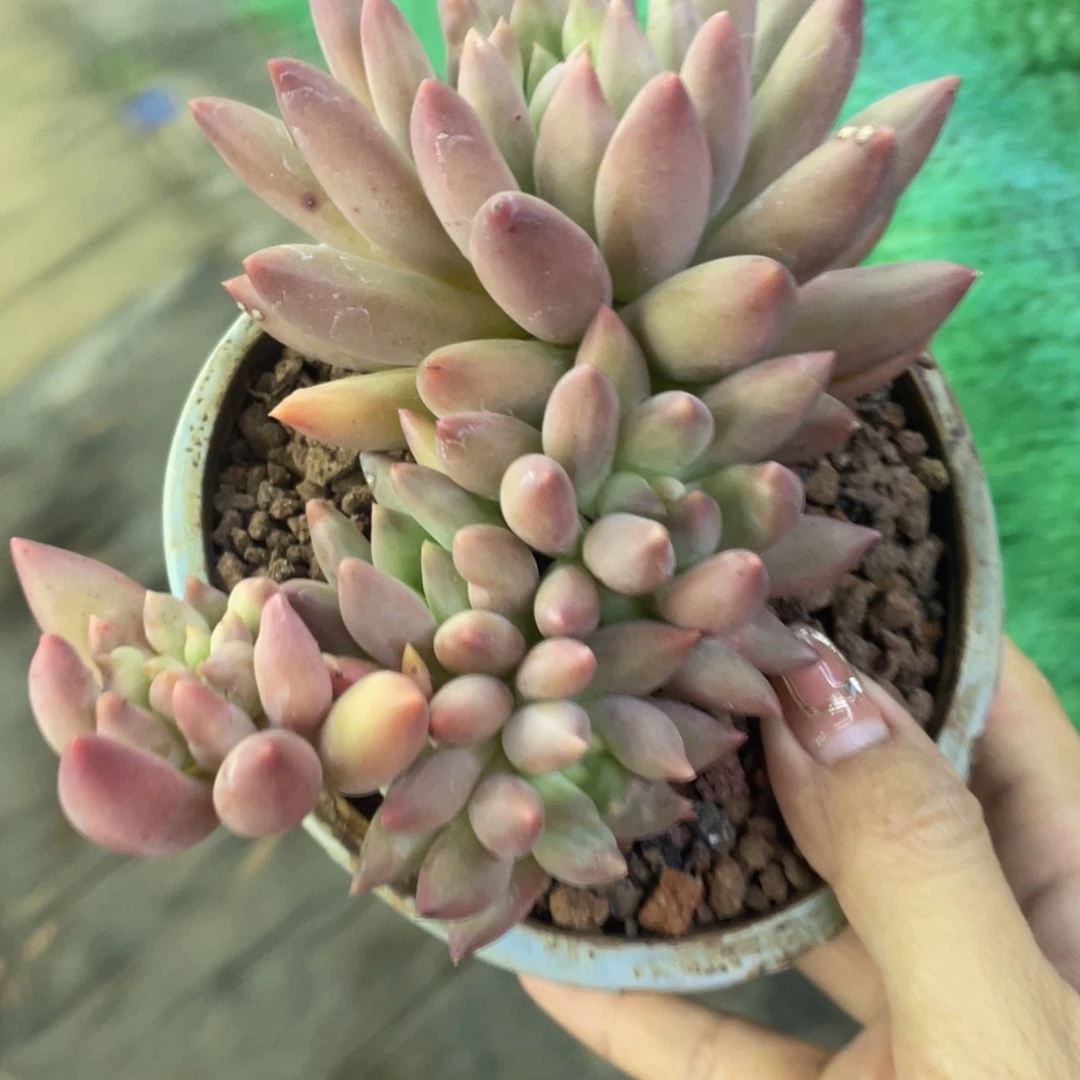水晶球多肉植物盆栽