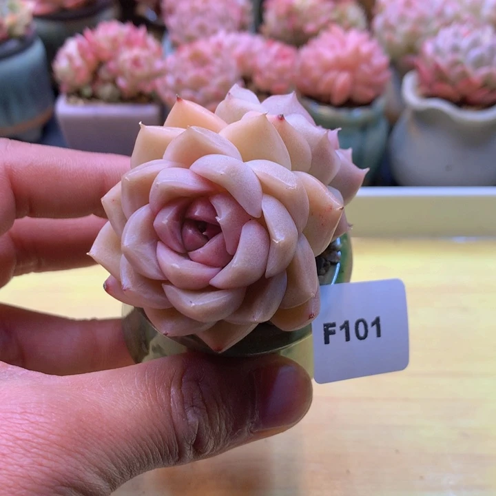 一物一拍满38包邮F101