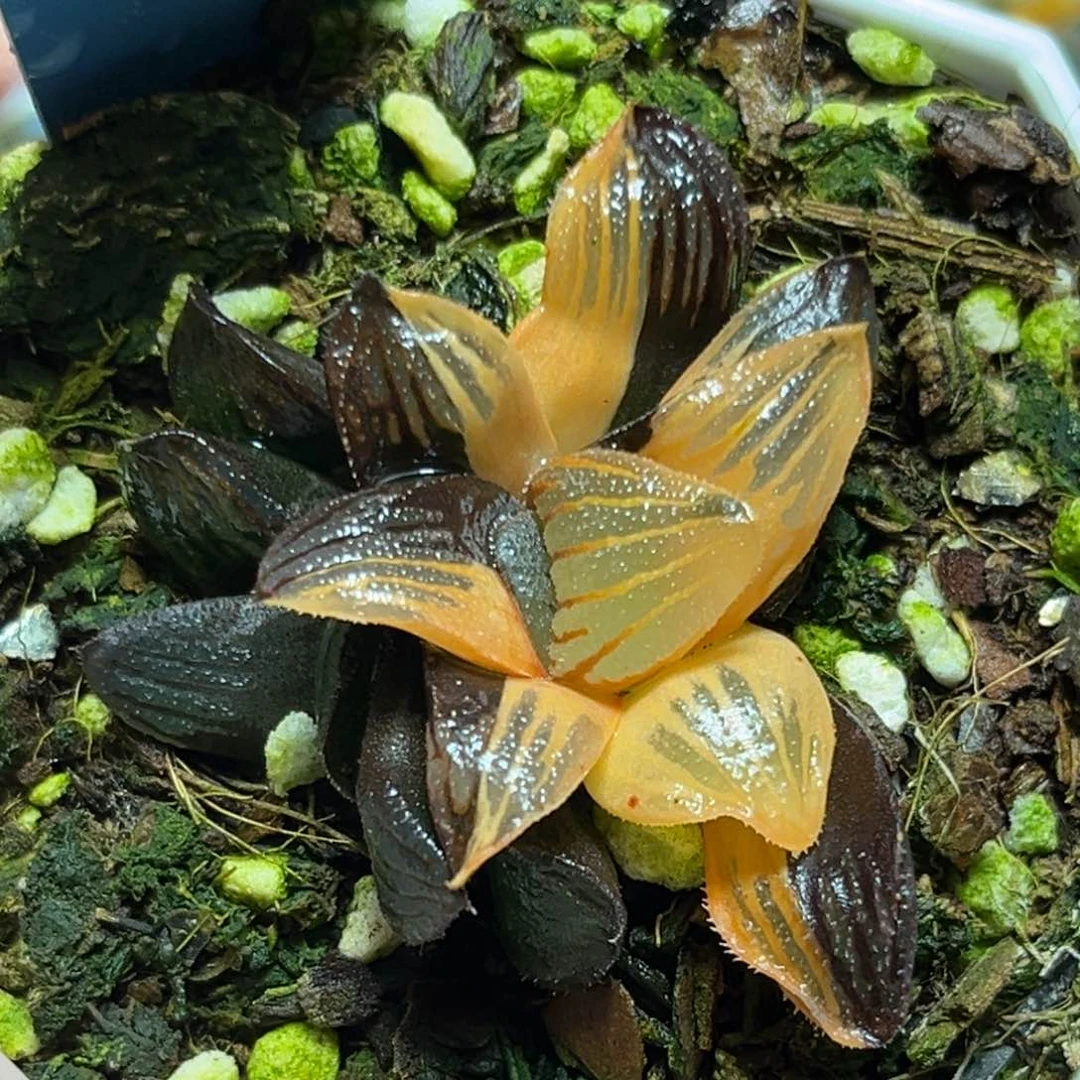 恭喜发财大吉大利763