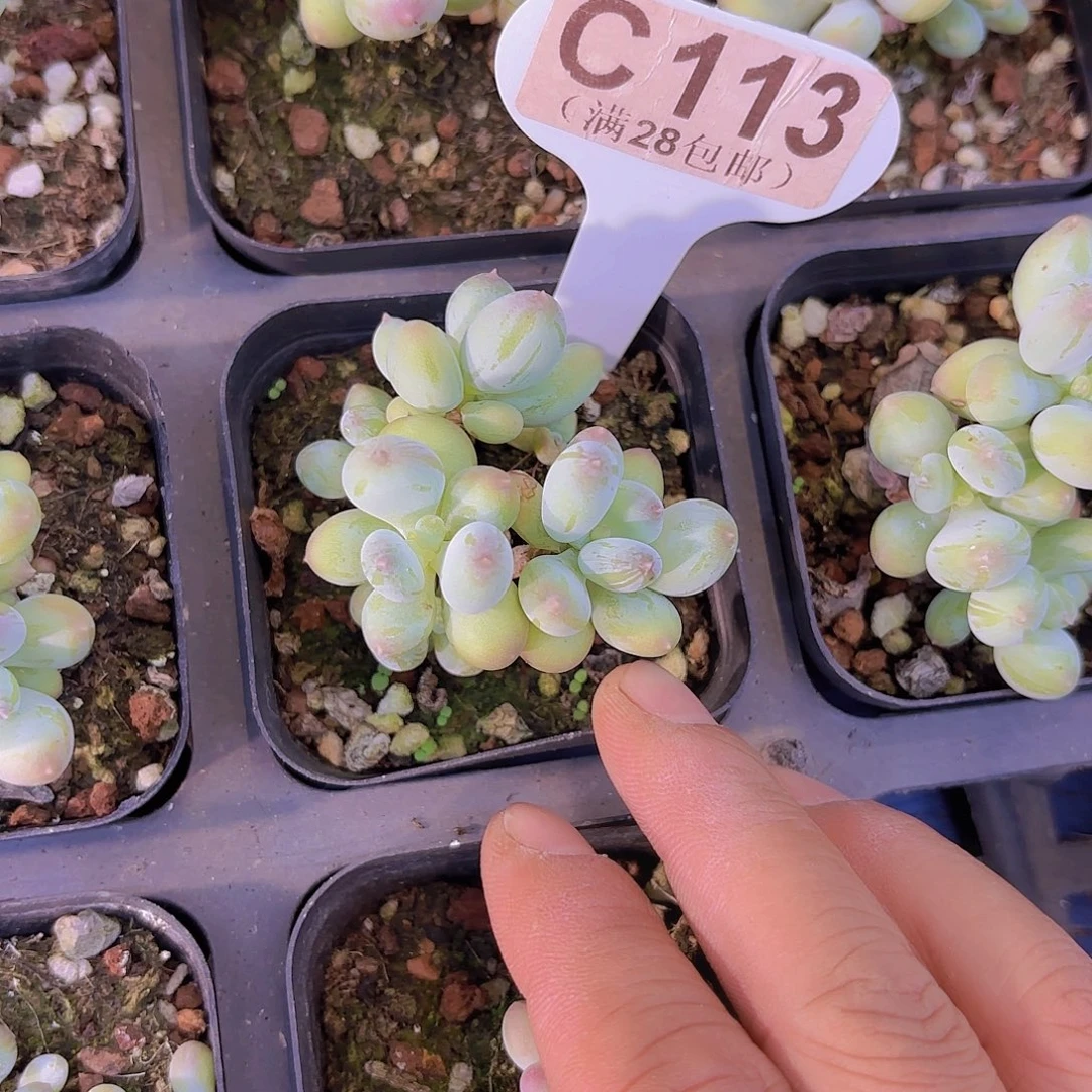 C113苹果奶一物一批