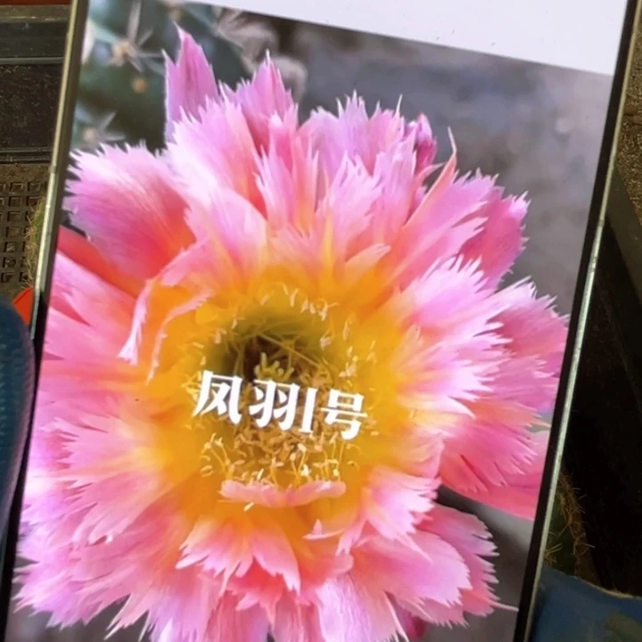 凤羽1号5公分左右满18包邮