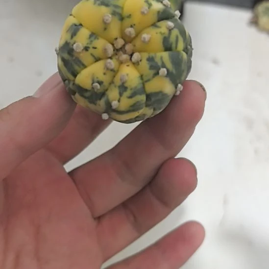 w***r一物一拍，实生兜锦