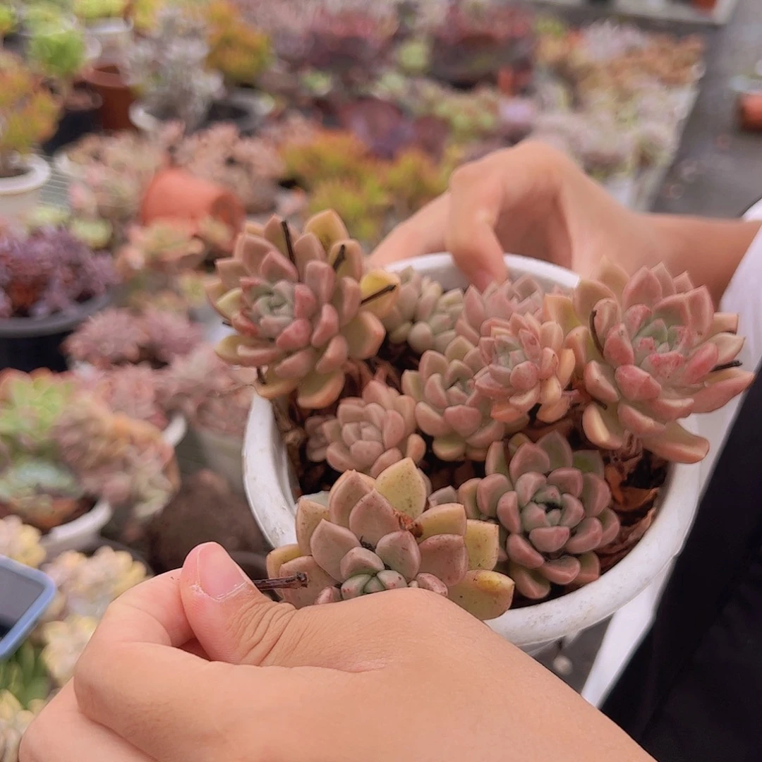 2盆油漆桶 多肉植物