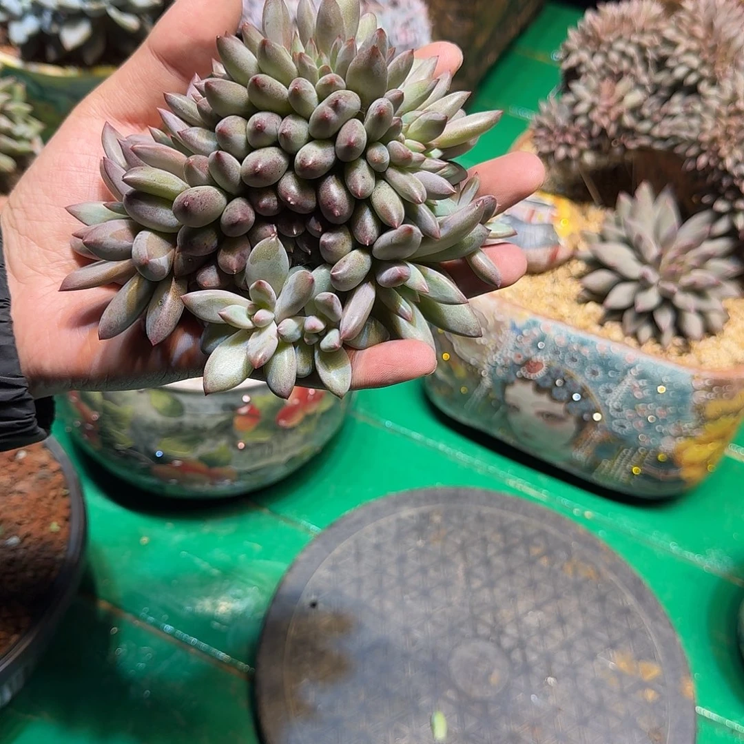 少***土多肉植物多肉植物