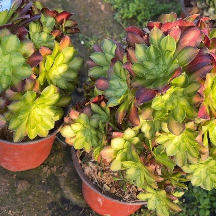 两颗多肉有砍母本断枝不包71