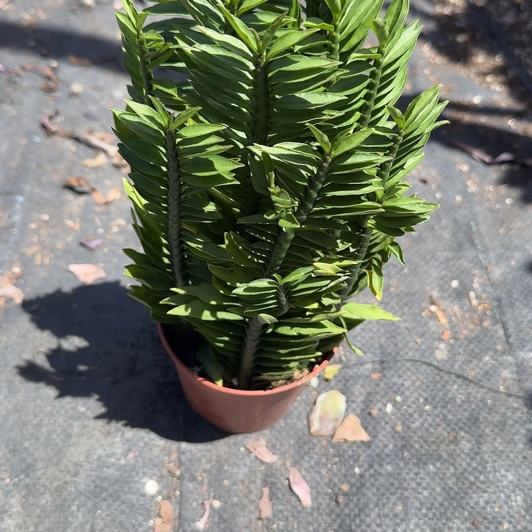 凤尾珊瑚多肉植物