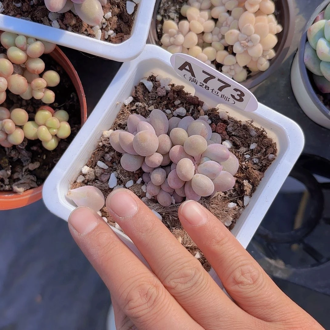 A773手指奶yi wu yi pai