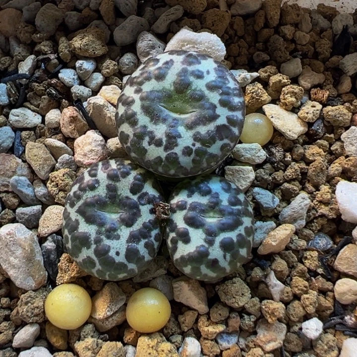 563多肉植物种类多样