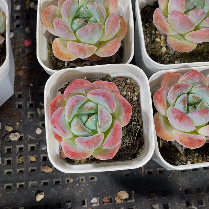 单头刚毅带盆土发货