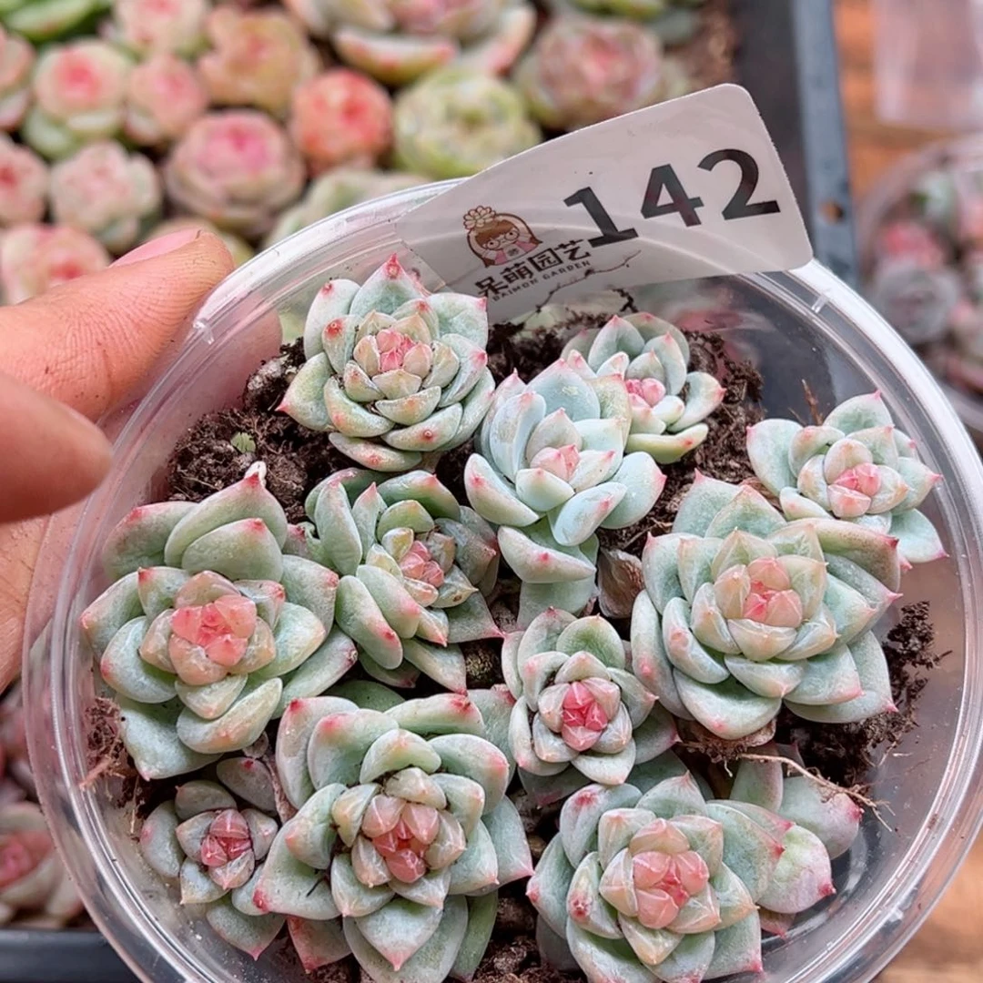 多肉植物多肉植物