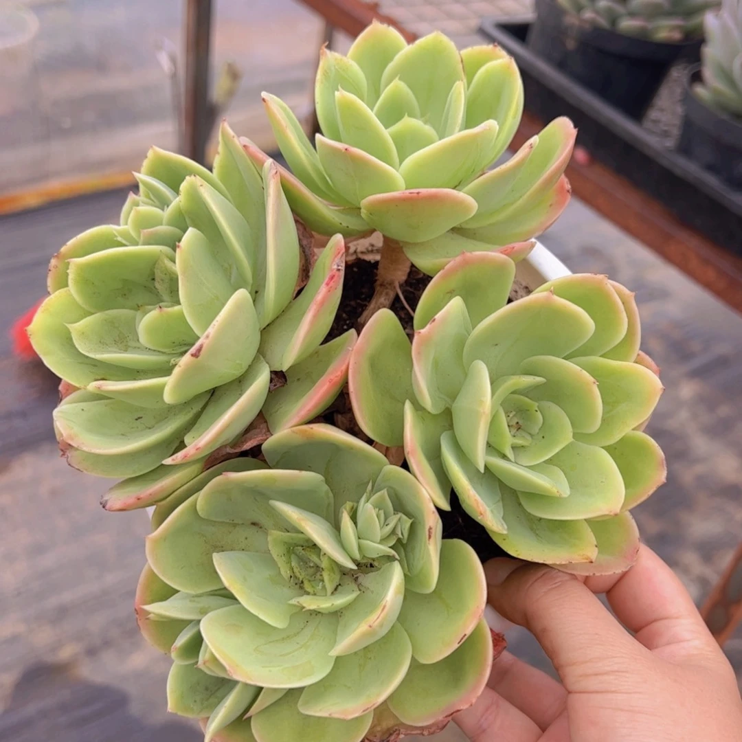 欣娜塔四大头起发老桩