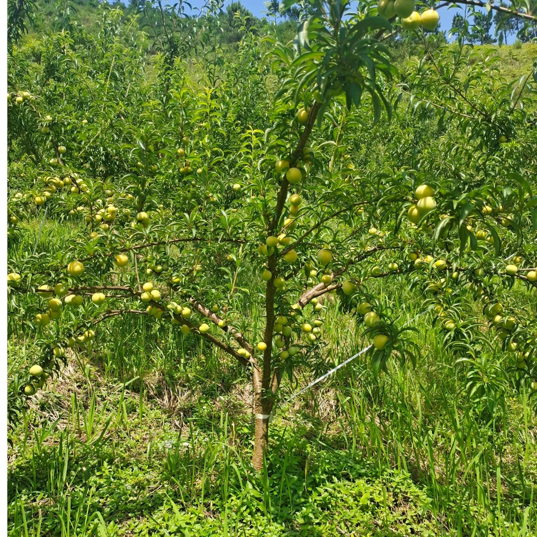 贵州蜂糖李苗 正宗六马蜂糖李树苗 原产地蜂糖李苗 现挖现发包邮