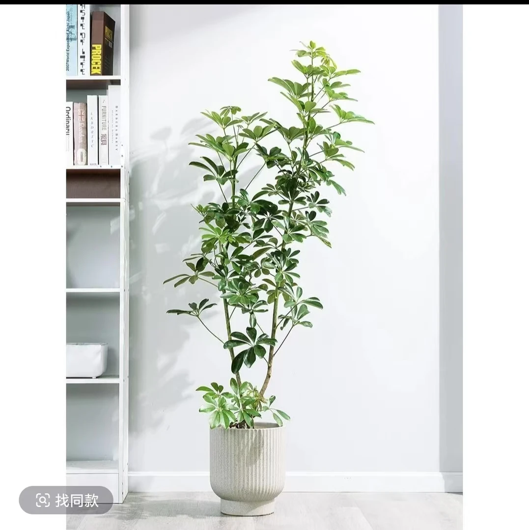 【鸭脚木】八方来财招财树盆栽室内绿植四季常青好养活可水培