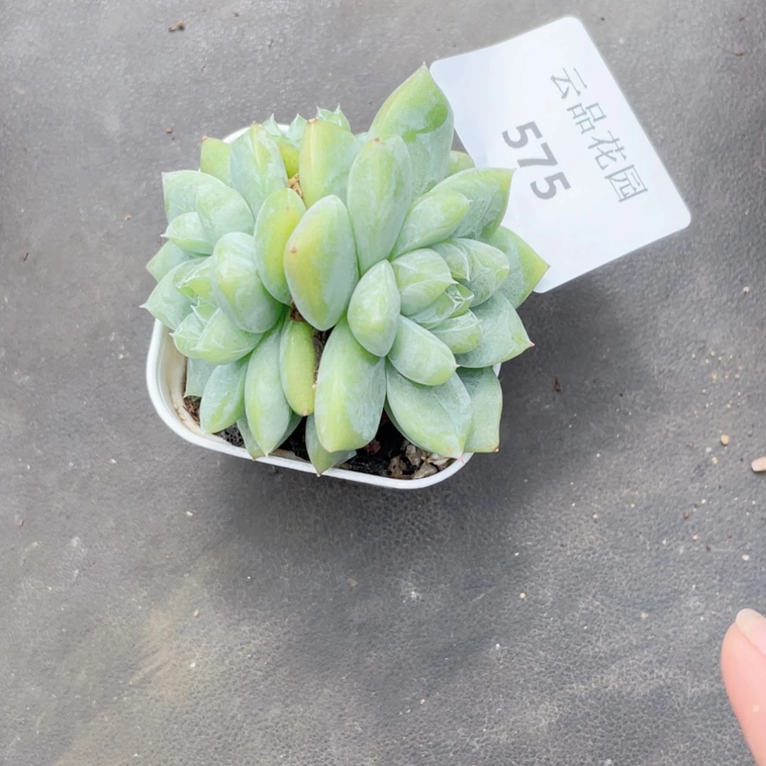 575号糖心冰心珍妮 白泽