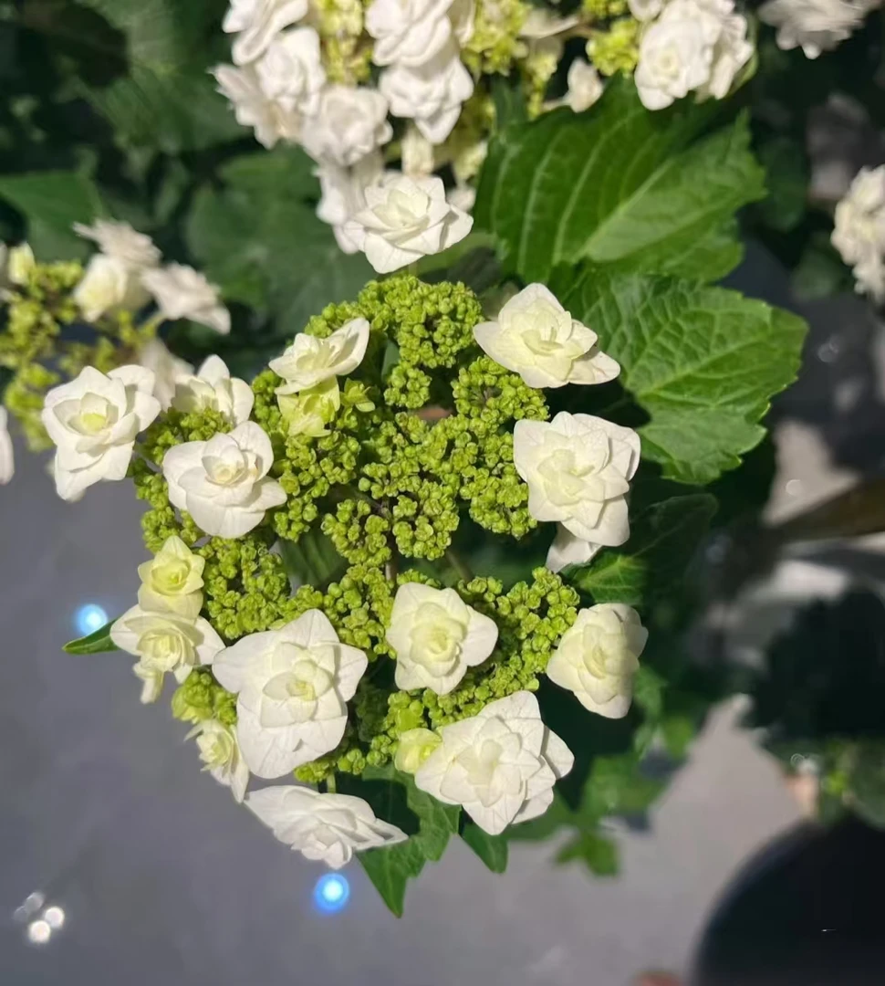 春风2  【雪舞】  云南昆明发货    老桩绣球盆栽地栽皆可