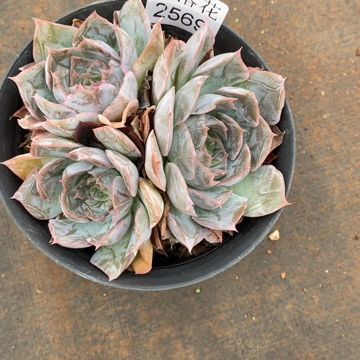 叮***5精品多肉植物2569