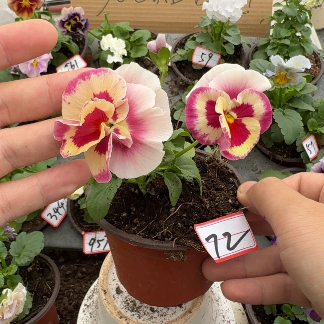 大部分花苞少量开放72