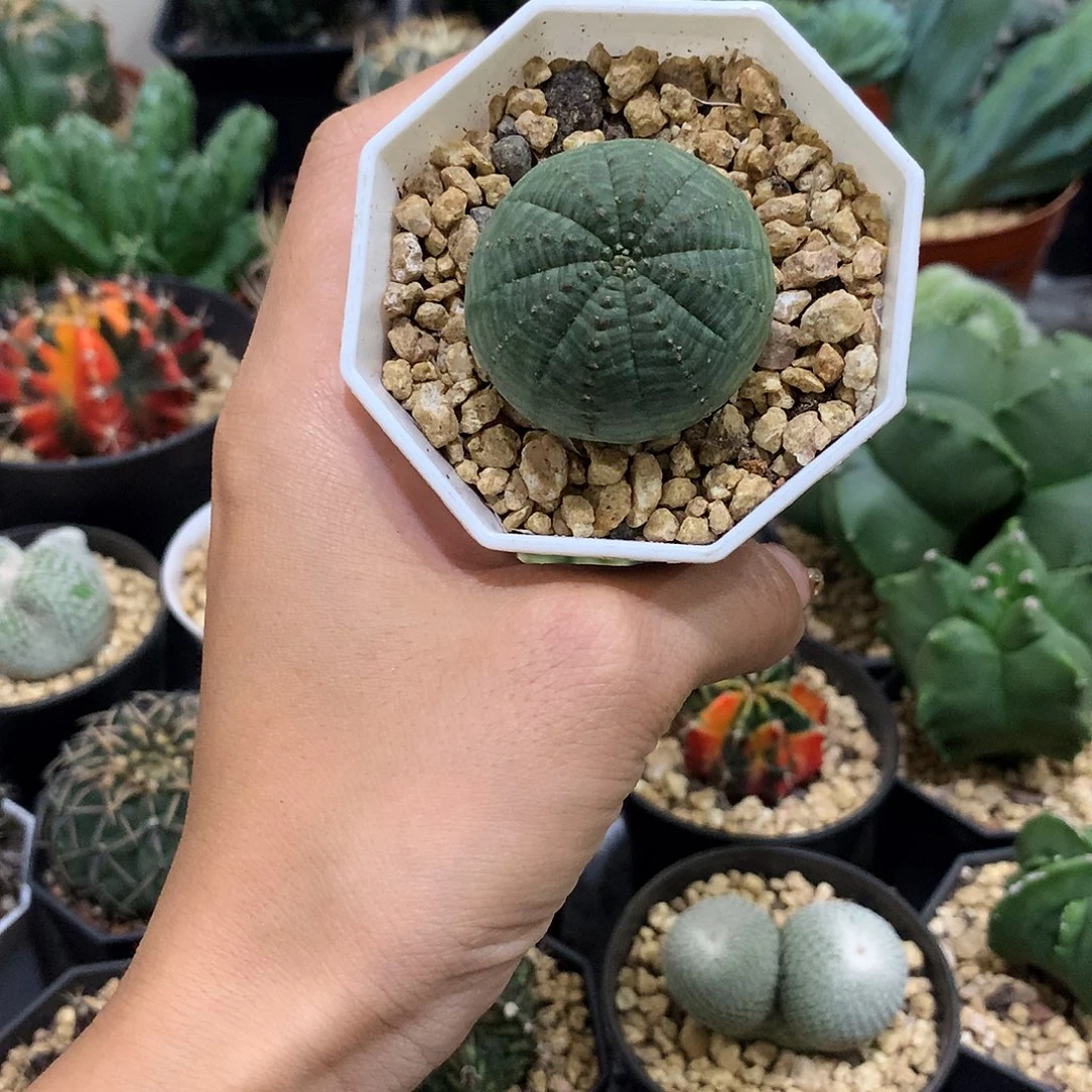 当前无花栽培后可以开花布纹球自根