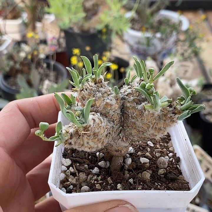 869刨花苏铁杂一一一一