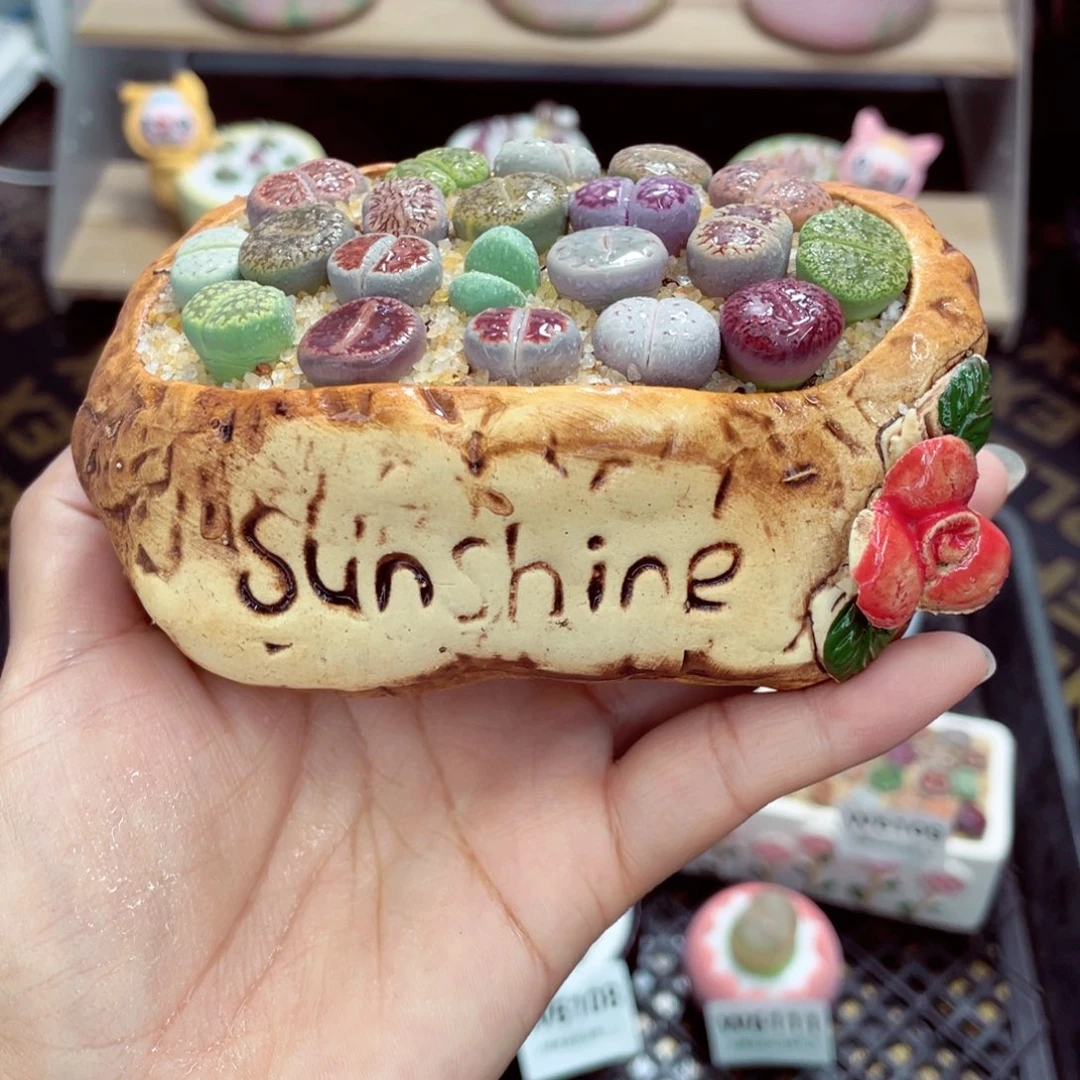 w6116 带盆土发货一物一拍