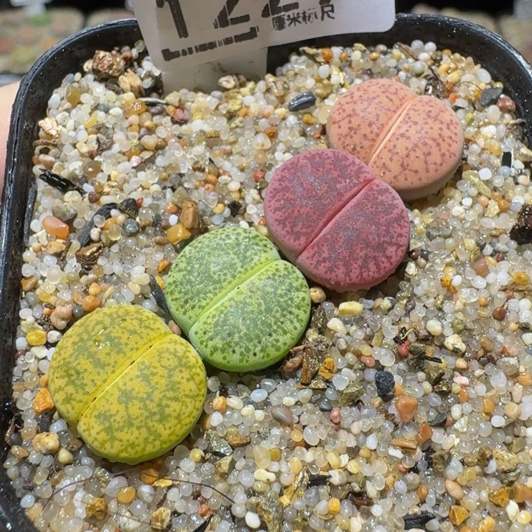 Ssss精品生石花1229