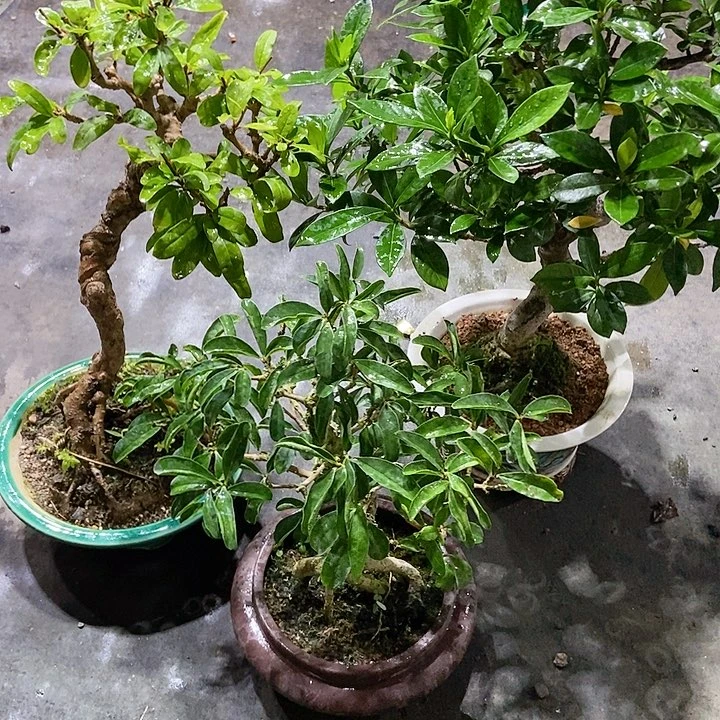 完全开放平**枚开花