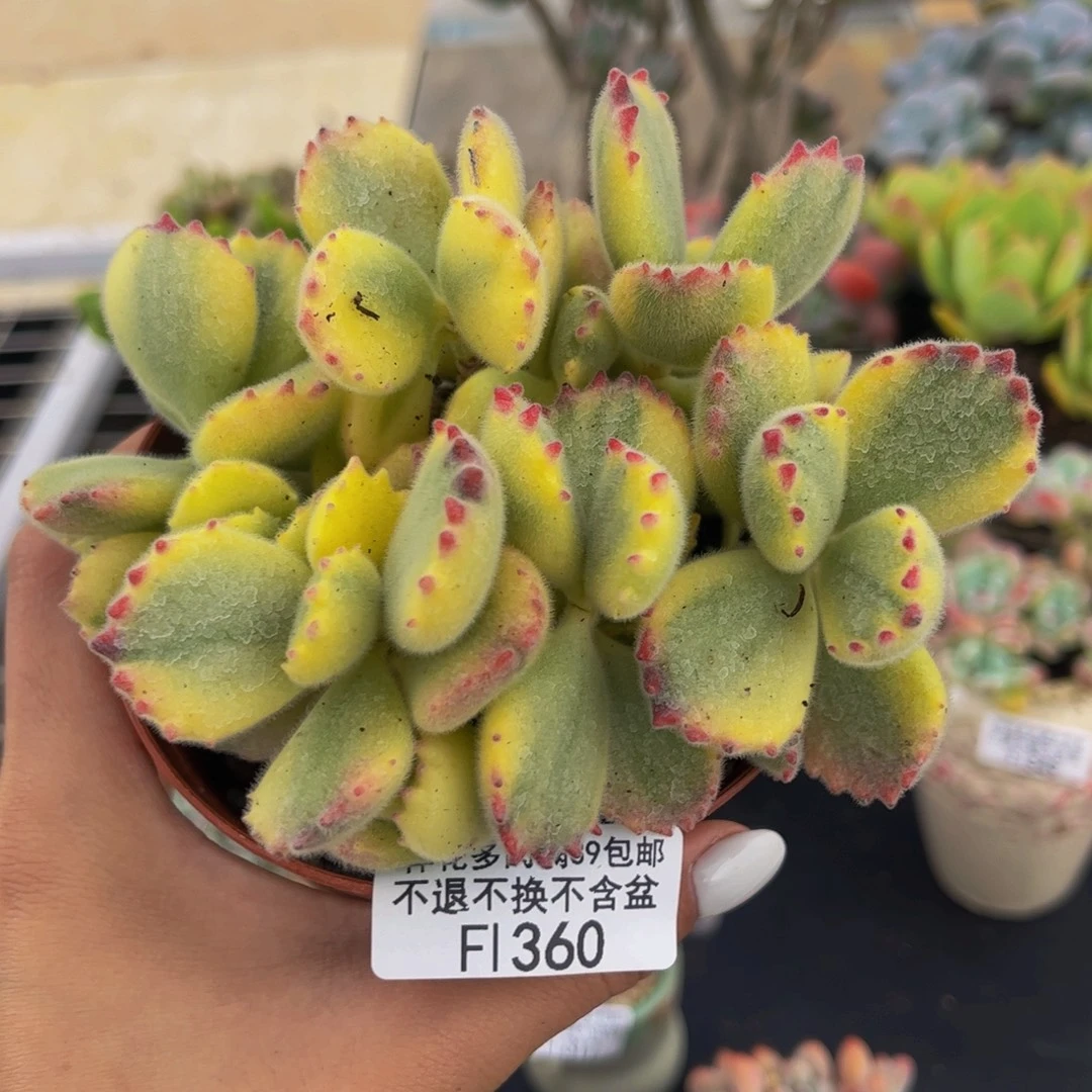 360-熊童子多肉10cm不包整多肉