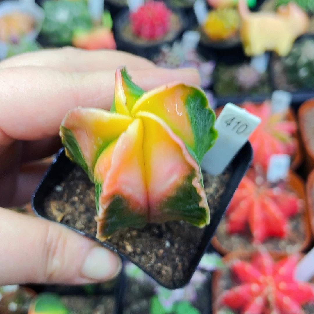 非偏远地区满25包邮仙人球