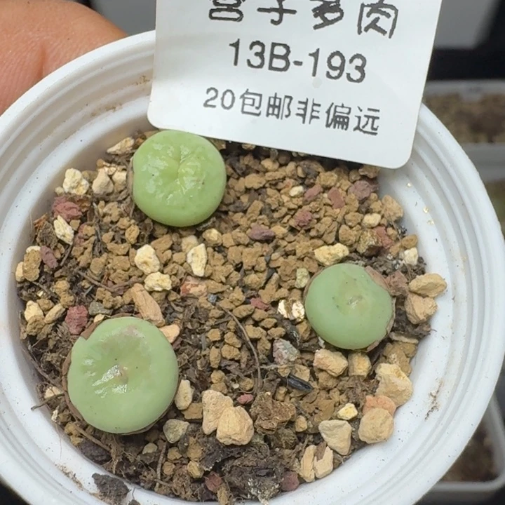 带盆土