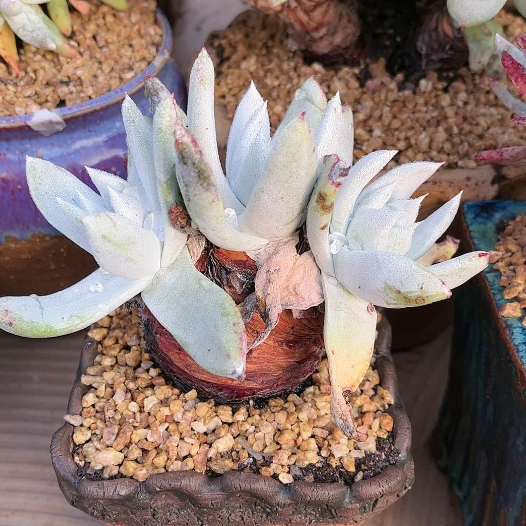 9058赛李娜雪山多肉