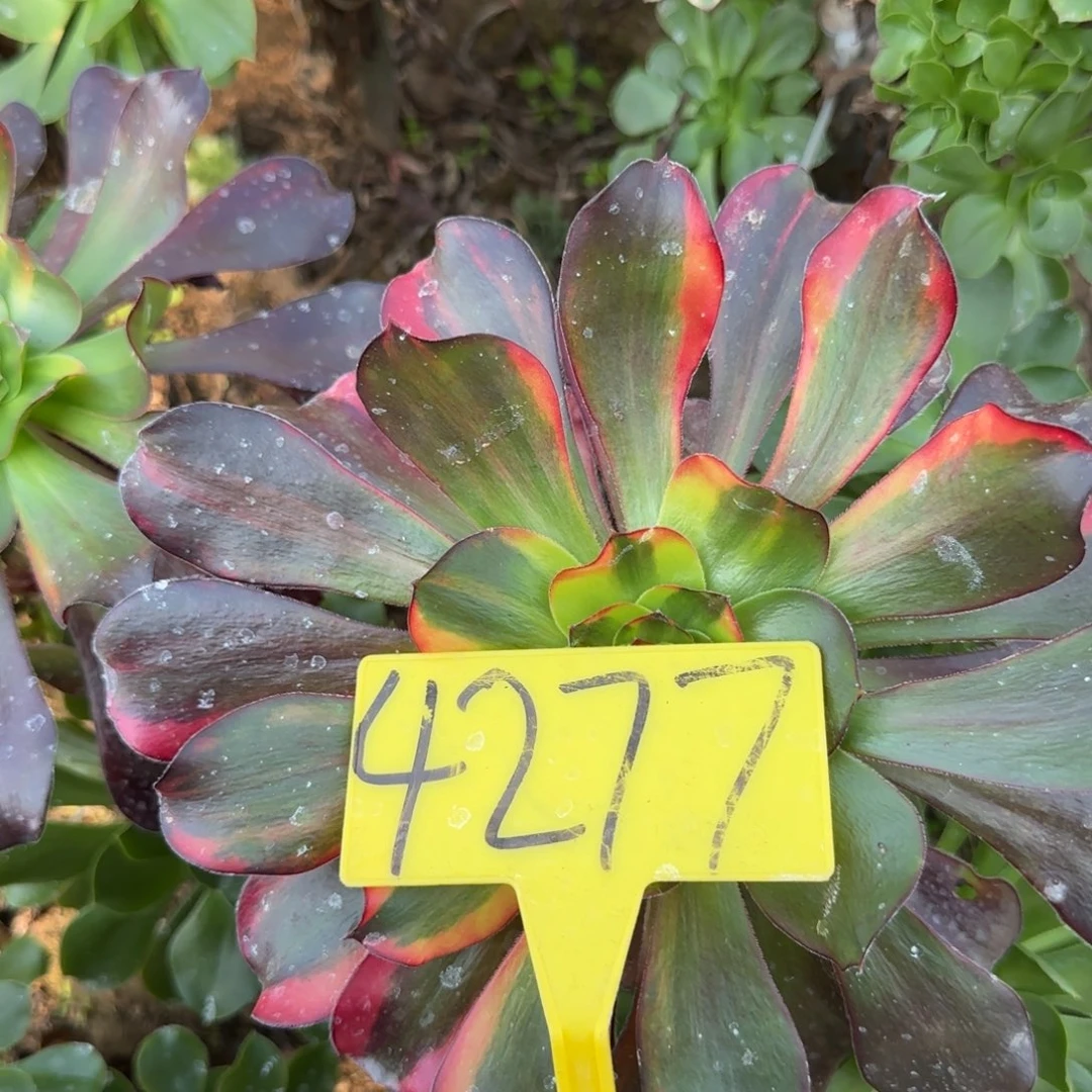 巨***博4277---无毒七彩多头多肉