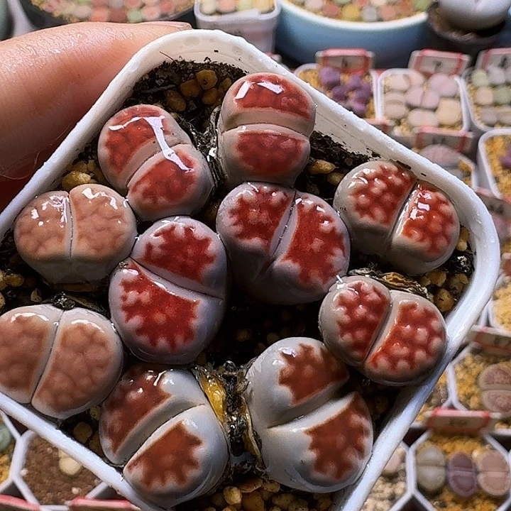 生石花1111112。  312