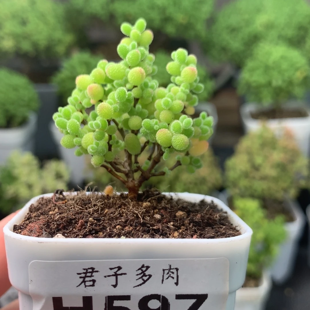597蜜橘。
