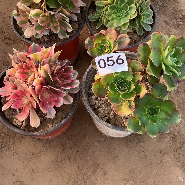 无花朵056女巫➕魅金南