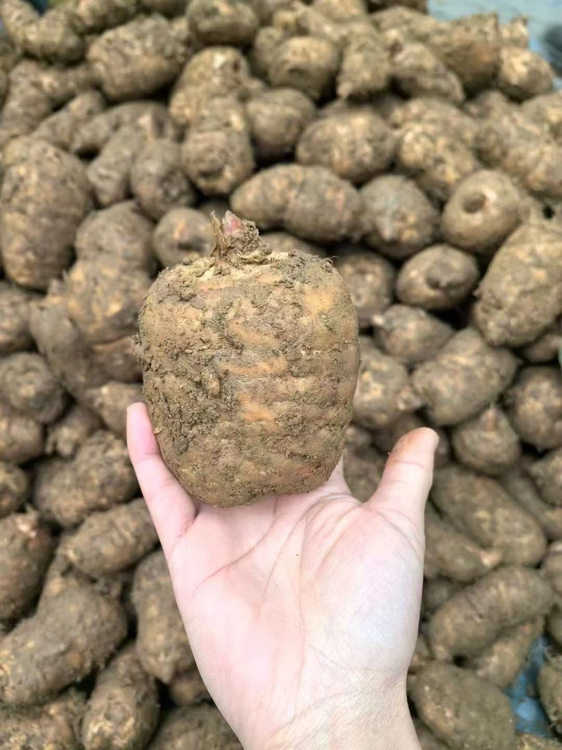 【昭通天麻】云南昭通小草坝新鲜仿野生种植天麻可炖肉煲汤