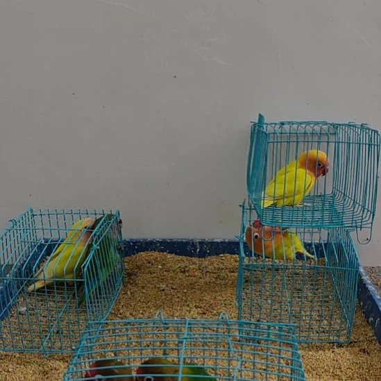 虎皮鹦鹉牡丹鹦鹉鹦鹉2只