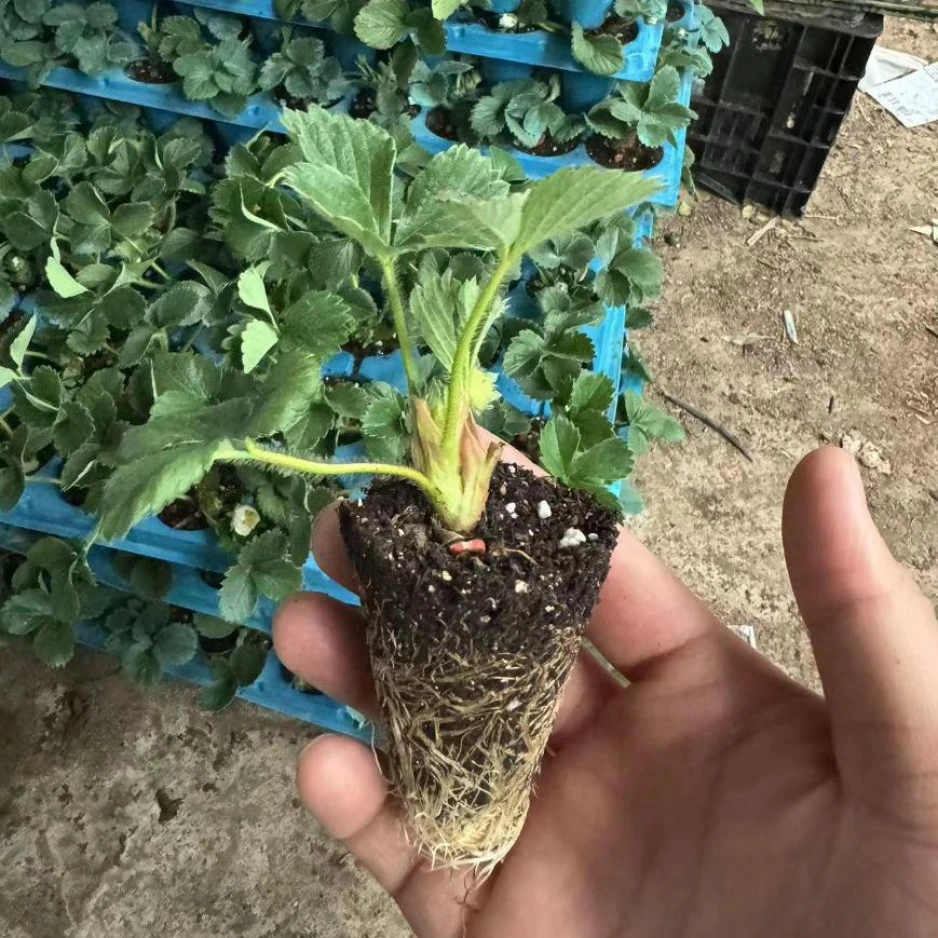 【冬日爆品】丹东草莓苗四季结果苗含奶油红颜品种适合阳台盆栽