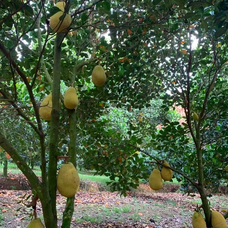 直播间竞拍专属链接 一物一拍 果树苗