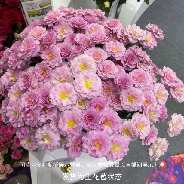 品牌基地新品种多头玫瑰多色可选云南基地直发顺丰包邮
